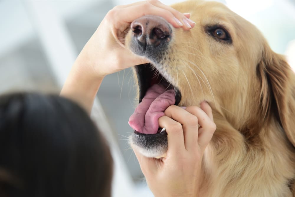 Dog Tooth Extraction, Williamsburg Vet