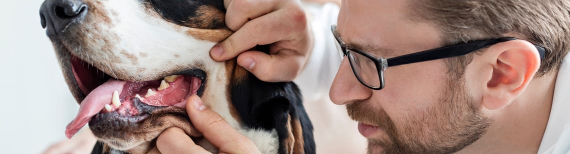 Dog Dental Problems, Williamsburg Vet