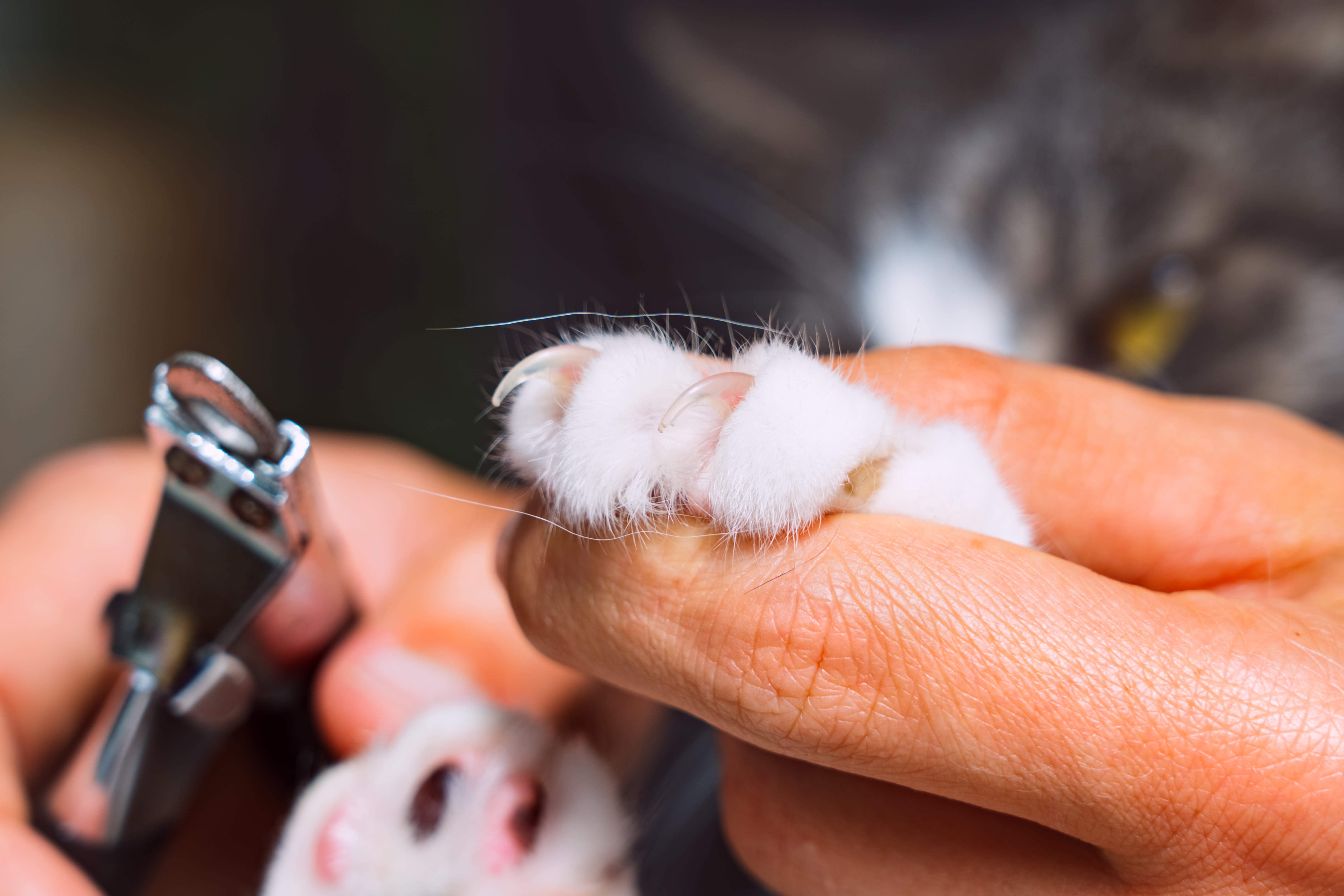 How to Put Nail Caps on Your Cat: 10 Steps (with Pictures)