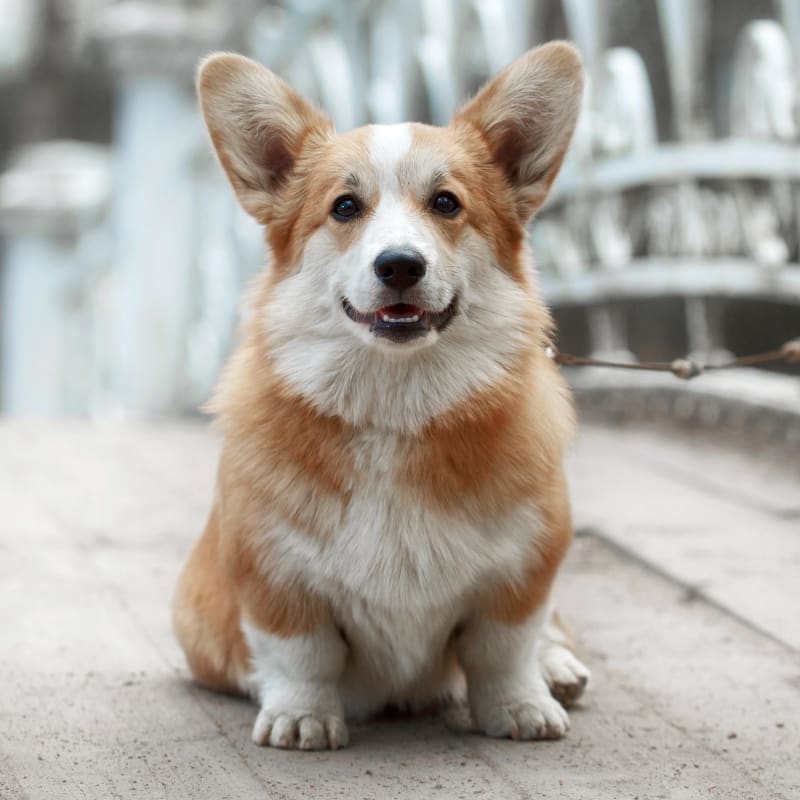 Godspeed Animal Care in Williamsburg