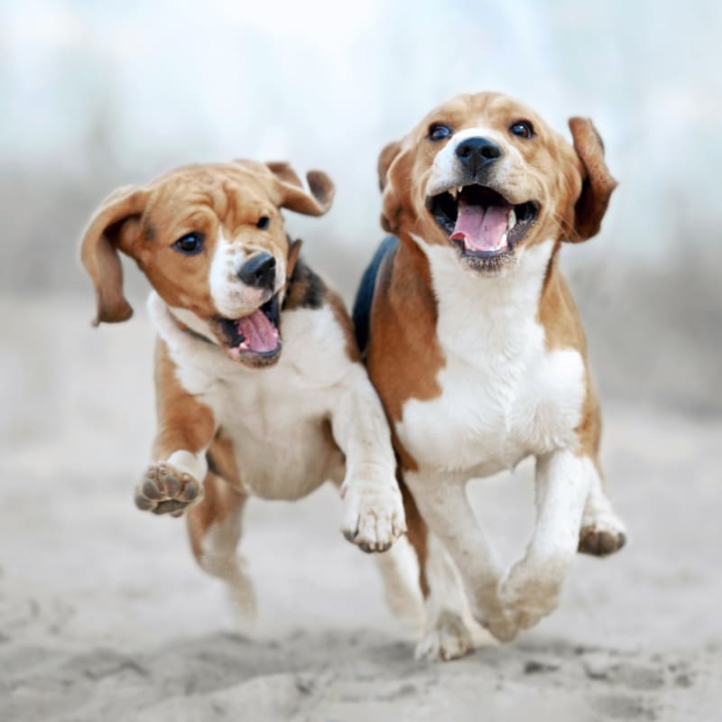 Pet Skin Care & Allergy Testing