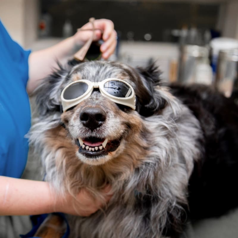 Cold Laser Therapy, Williamsburg Veterinarians